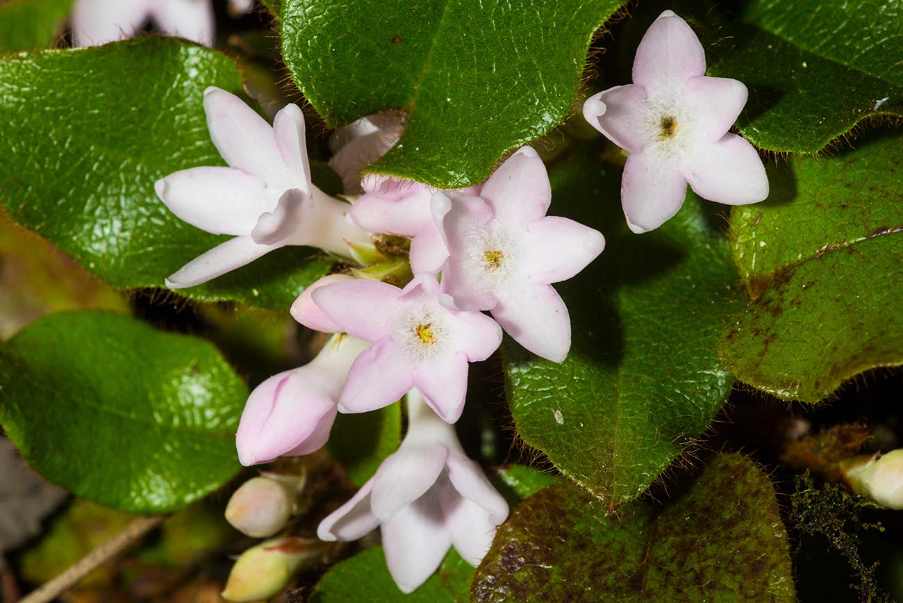 Mayflowers, the state flower of Massachusetts