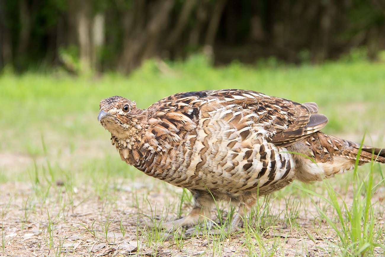 A ruffed grouse, the state bird of Pennsylvania