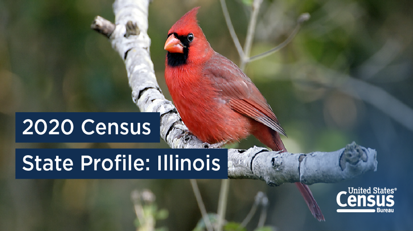 a northern cardinal, the Illinois state bird