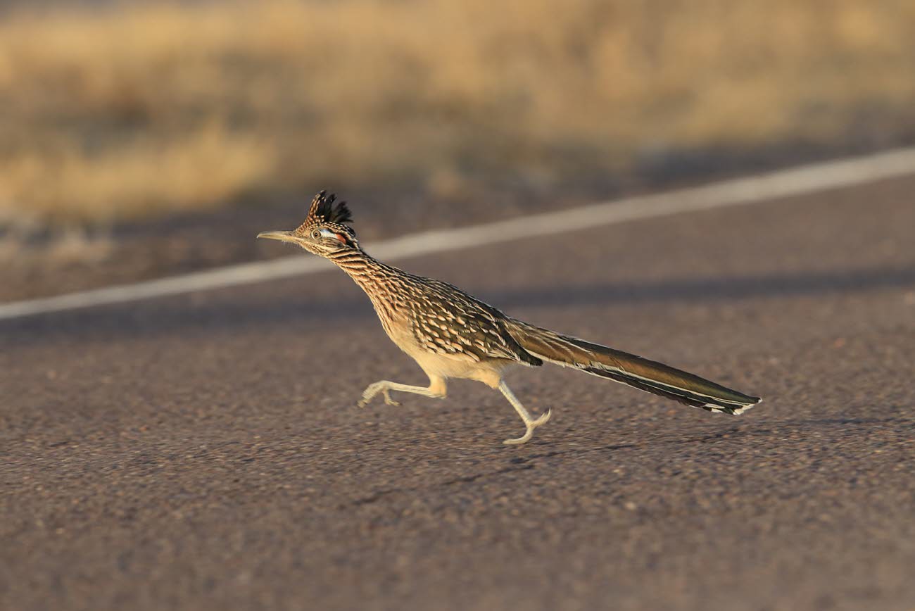 A greater roadrunner, the state bird of New Mexico