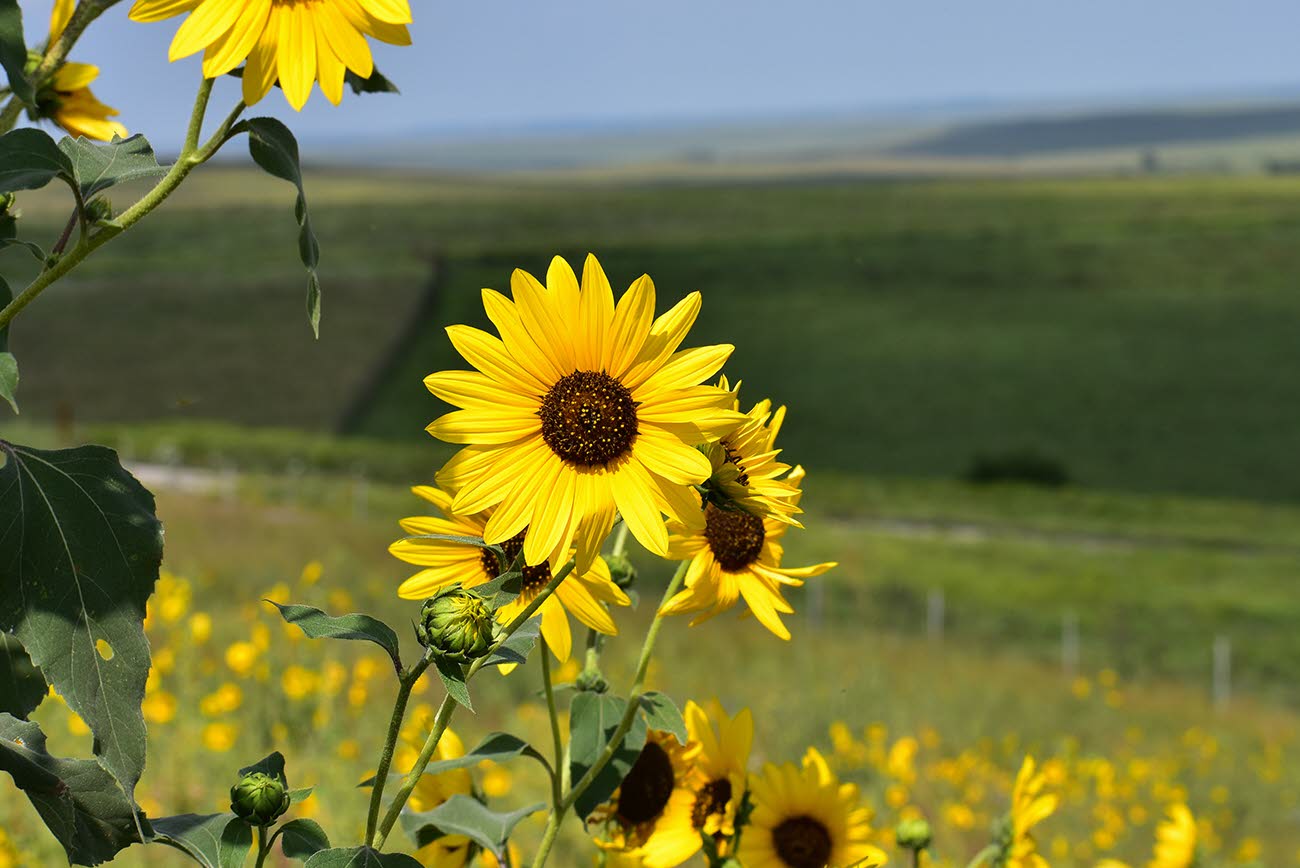 Wild native sunflowers, the state flower of Kansas