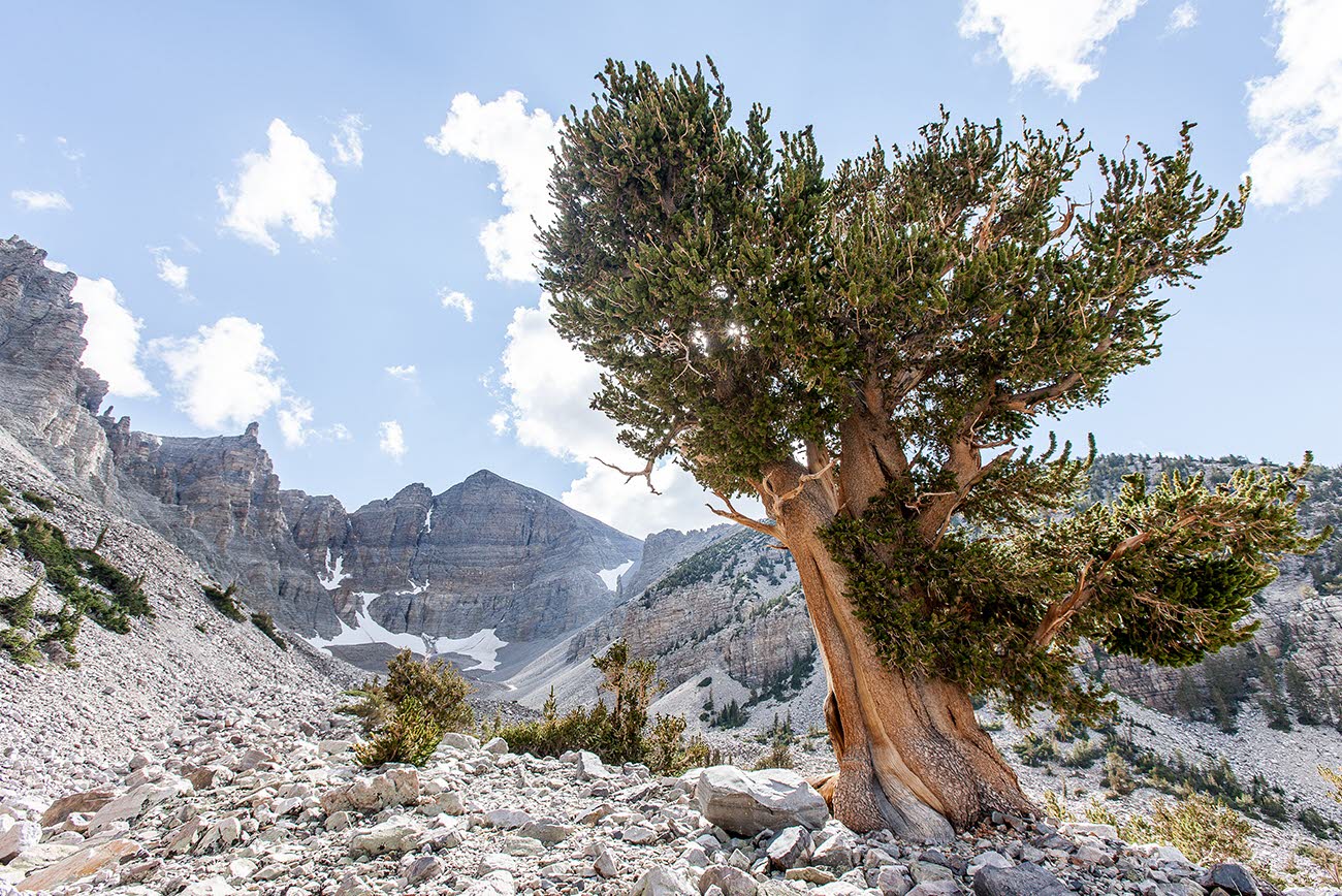 Desert rock land with a large tree in the foreground