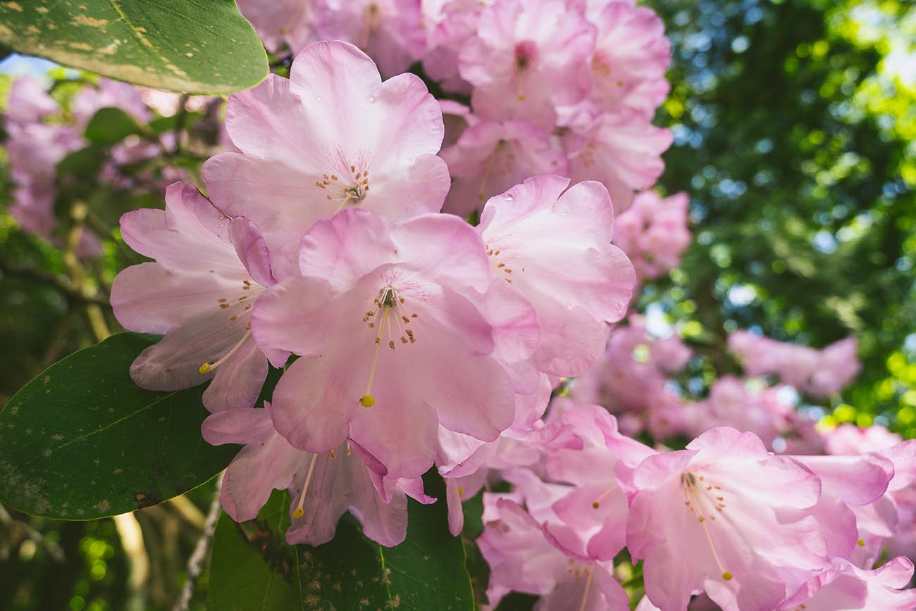 Coast rhododendrons, the state flower of Washington