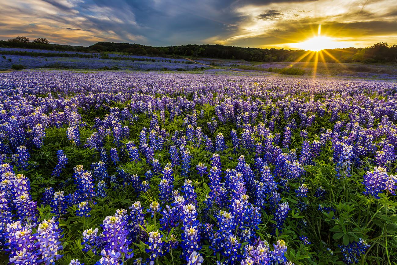 Bluebonnet flowers, the state flower of Texas