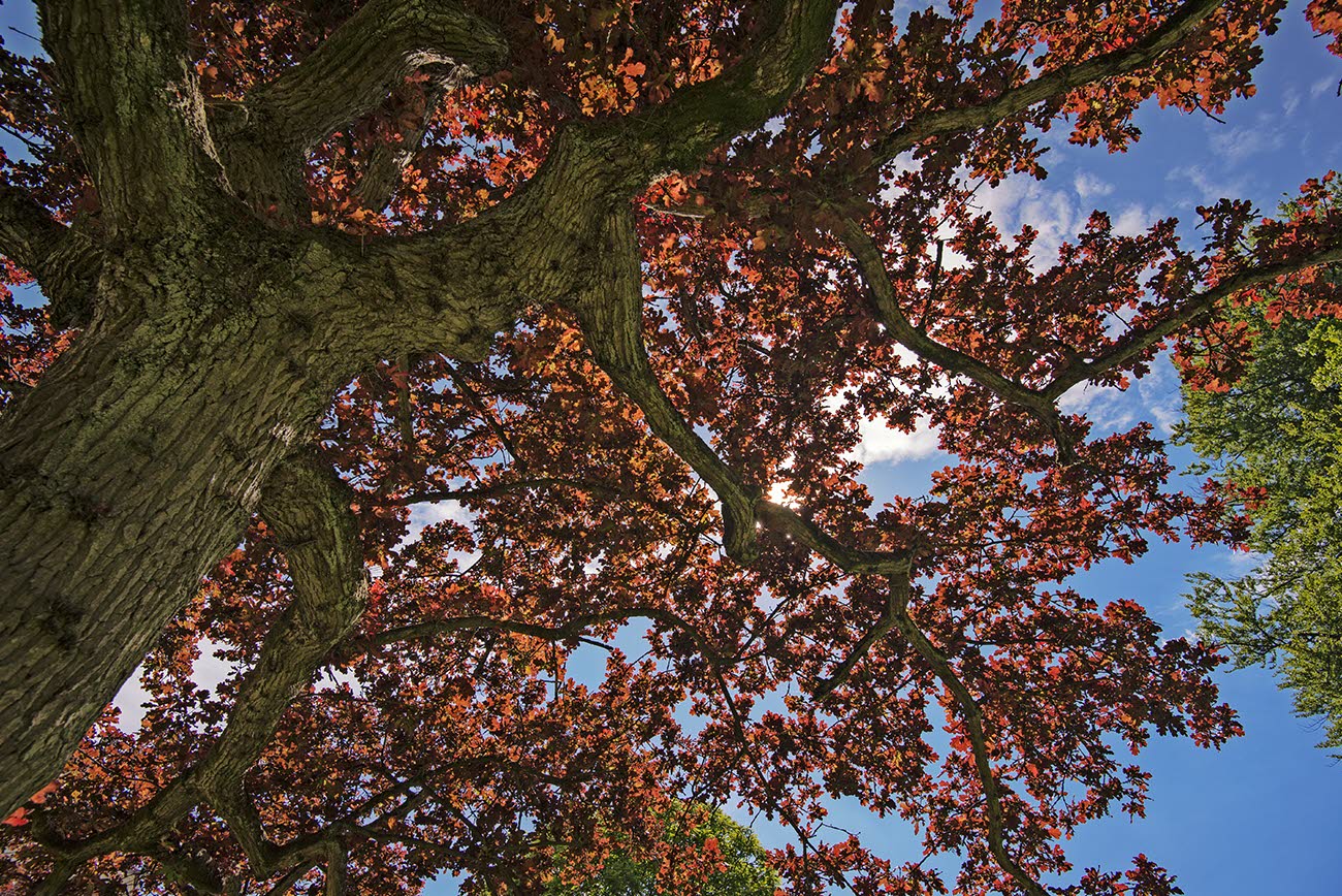 A red oak tree, the state tree of NewJersey