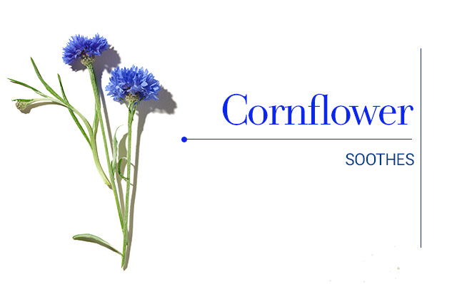 Cornflower 