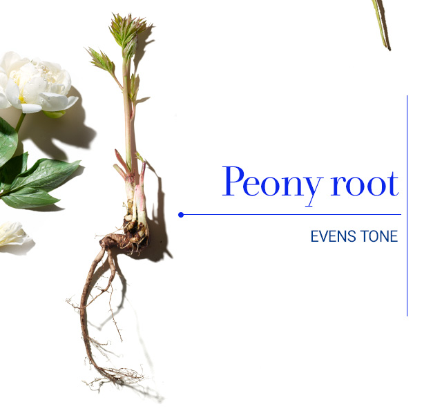 Peony root