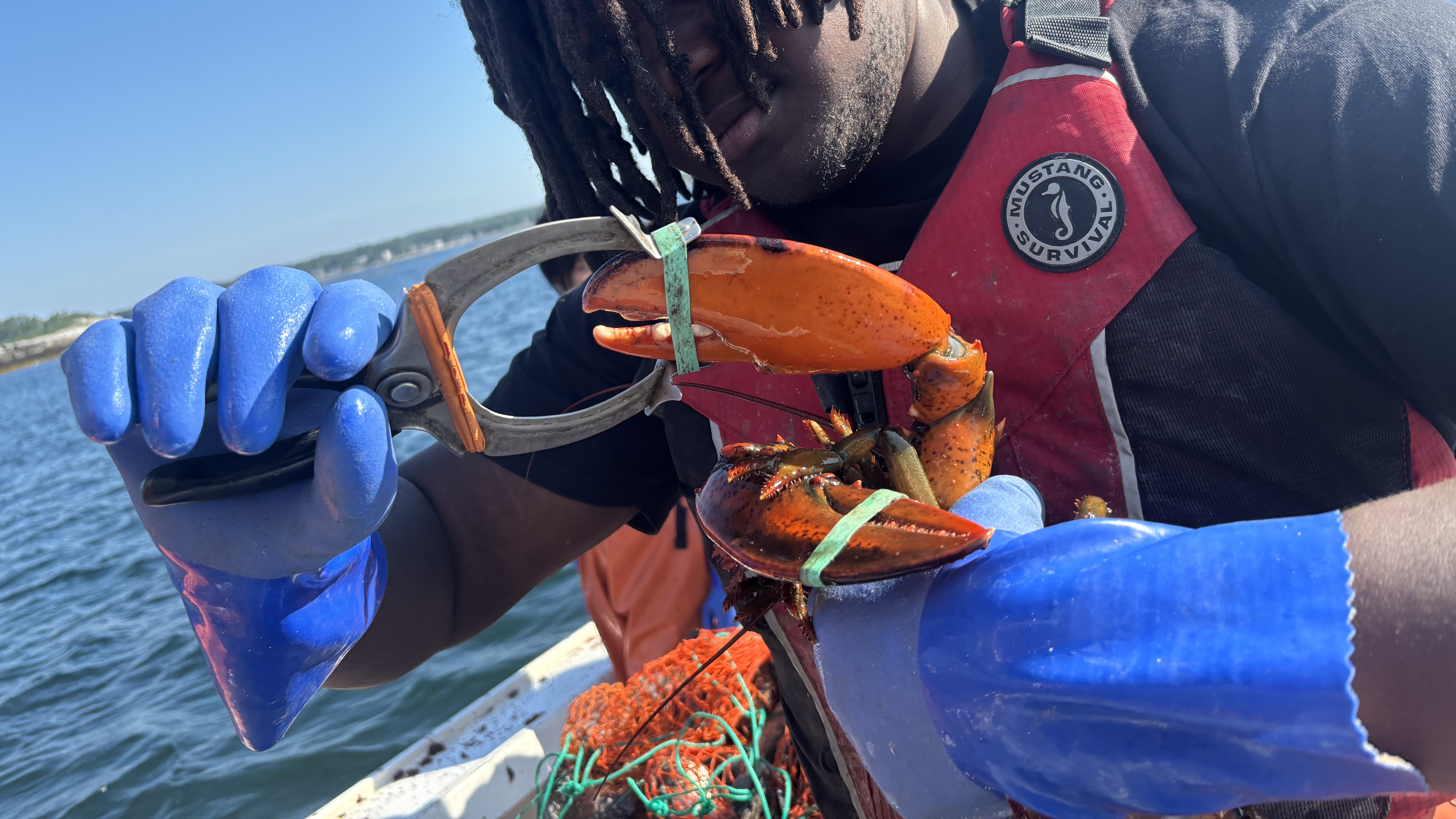 A young person wearing rubber gloves measures the width of a lobster's claw