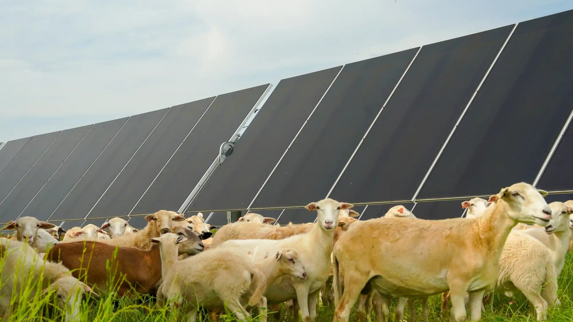 Sheep graze under a solar panel.