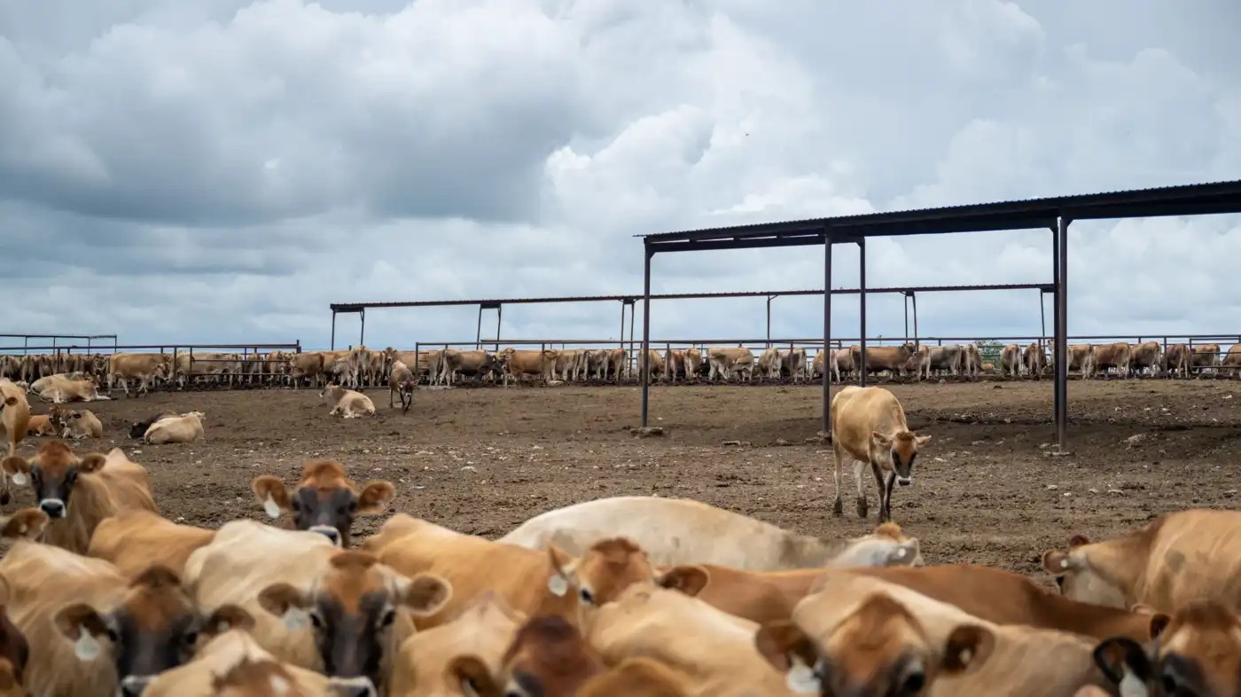 Cattle on a ranch