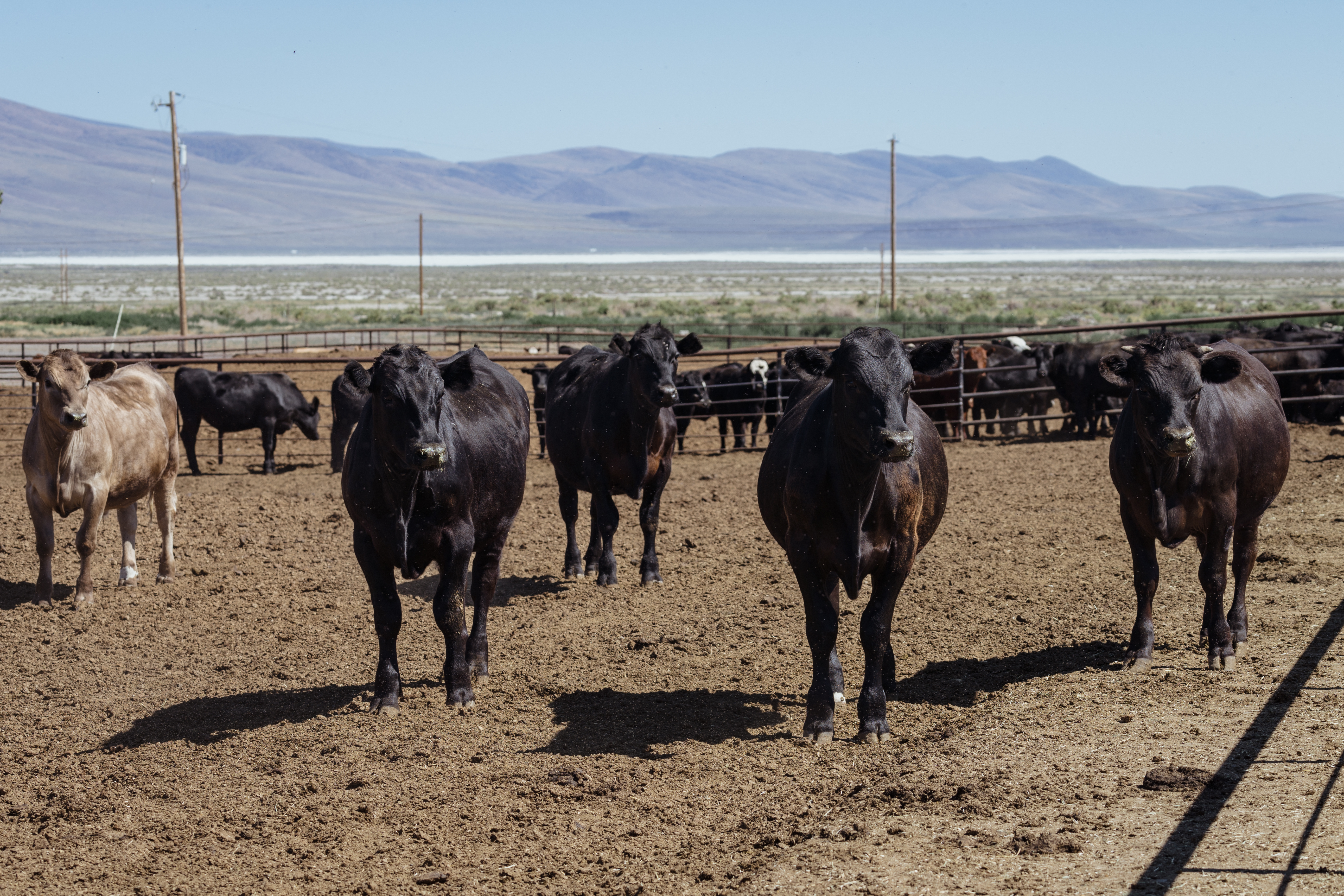 Cattle on a ranch