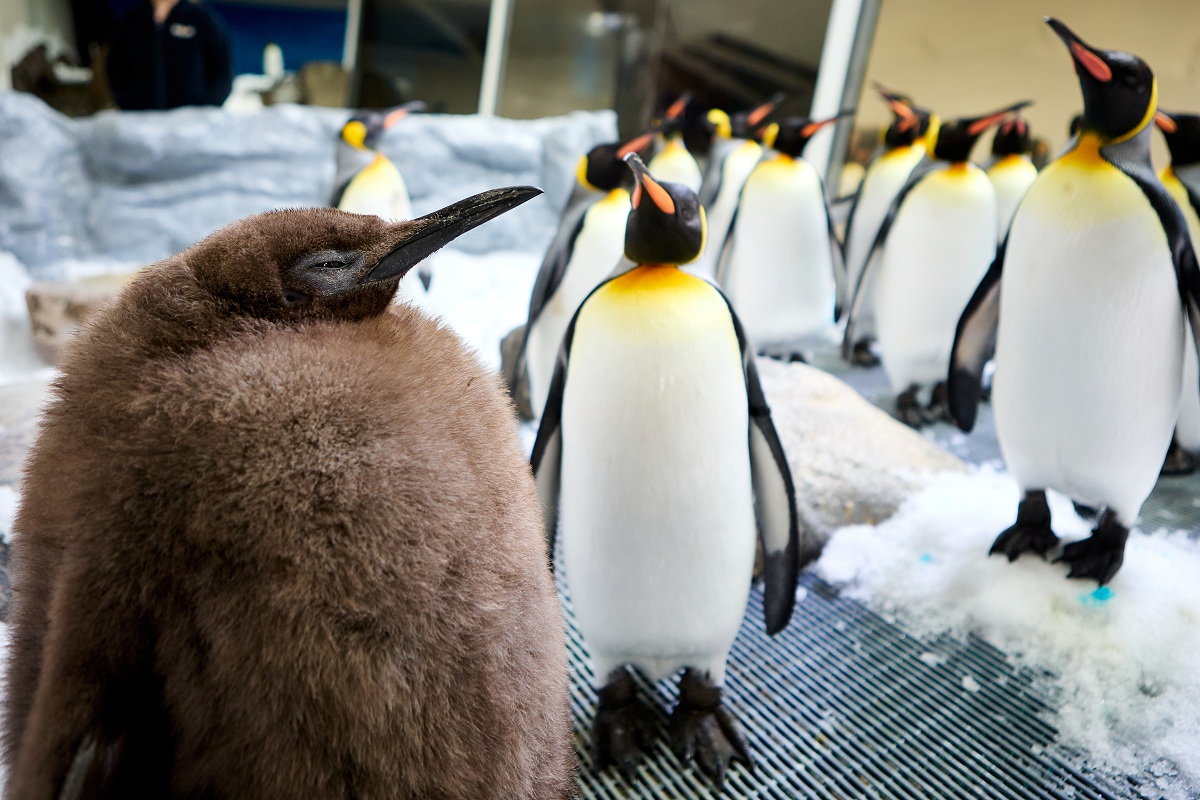 A young male penguin named Pesto stands with other penguins. At his heaviest, Pesto weighed 53 pounds.