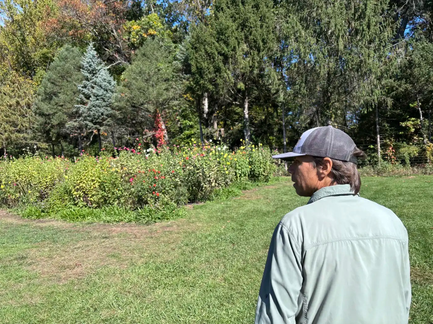 A man looks at an apple orchard.