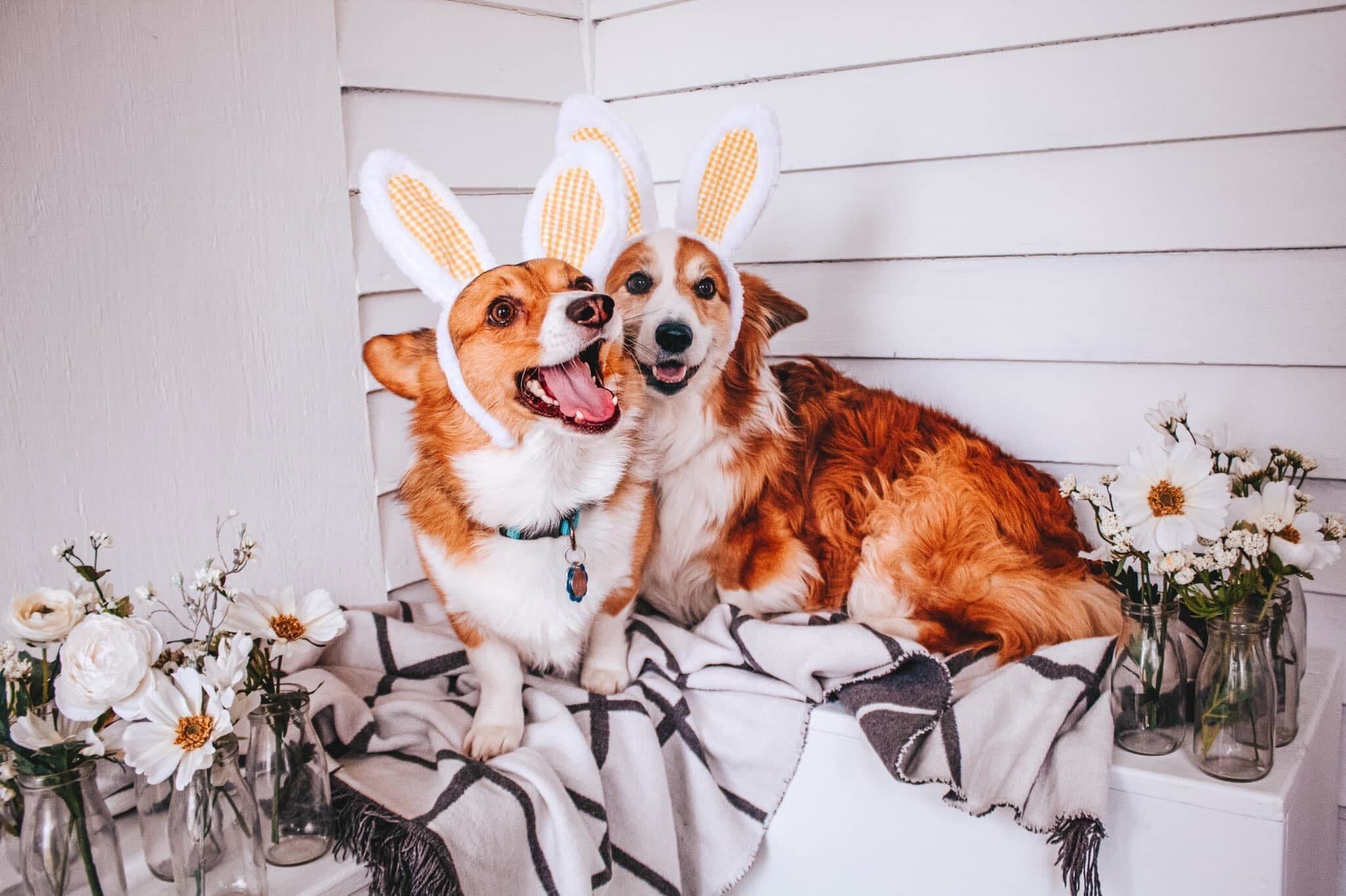 Two dogs with bunny ears