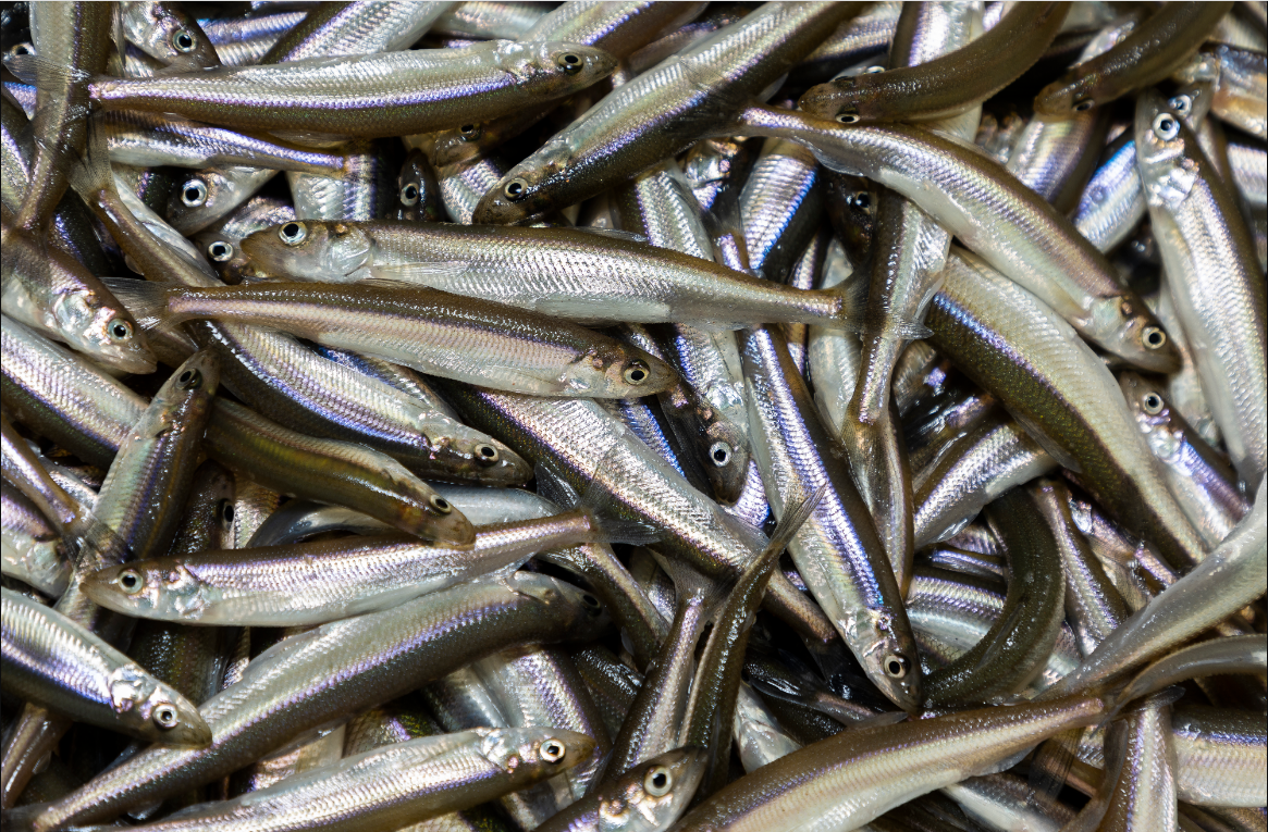 A large catch of smelt.